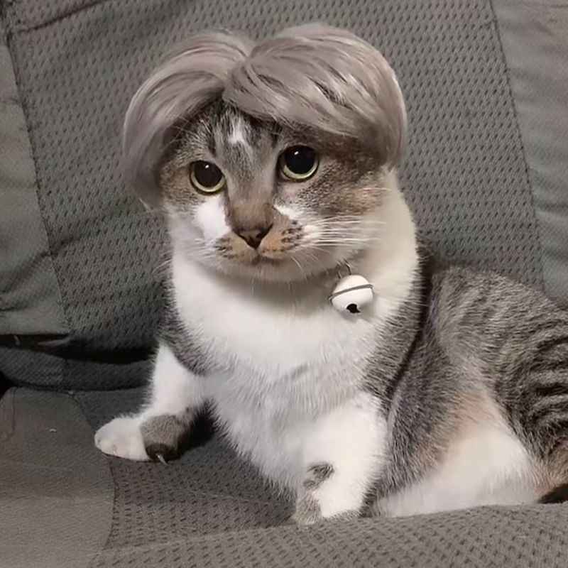 Pet Cat Wigs