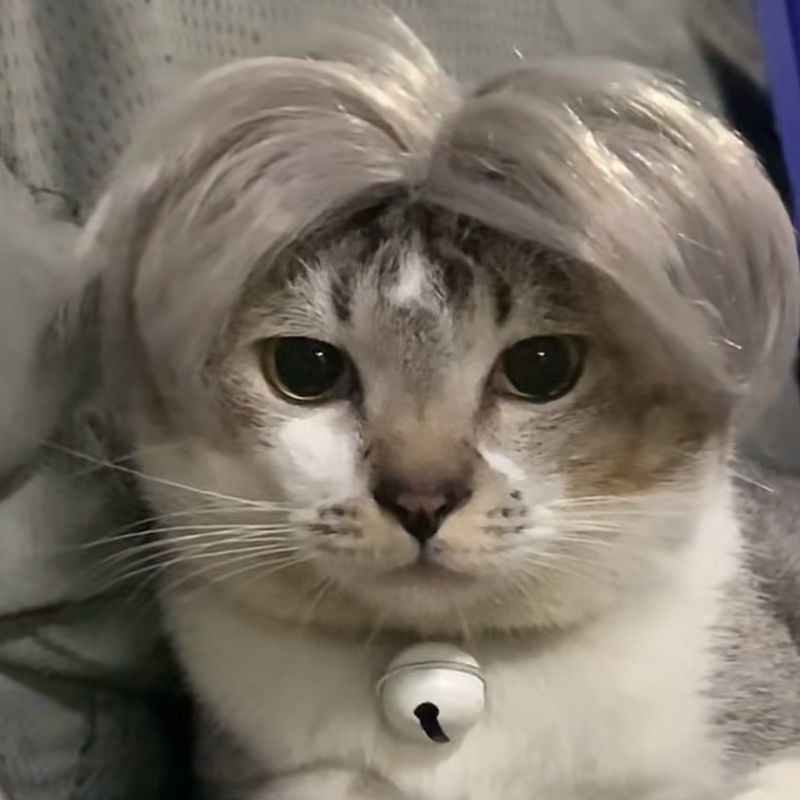 Pet Cat Wigs
